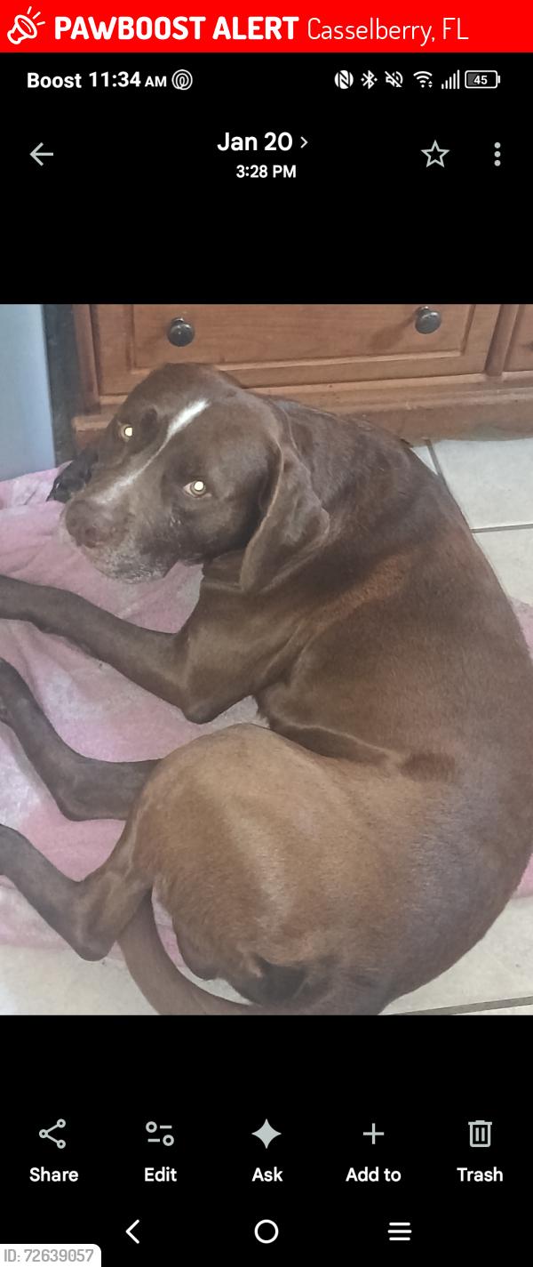 Lost Male Dog last seen In back yard at elm and Wilshire drive , Casselberry, FL 32707