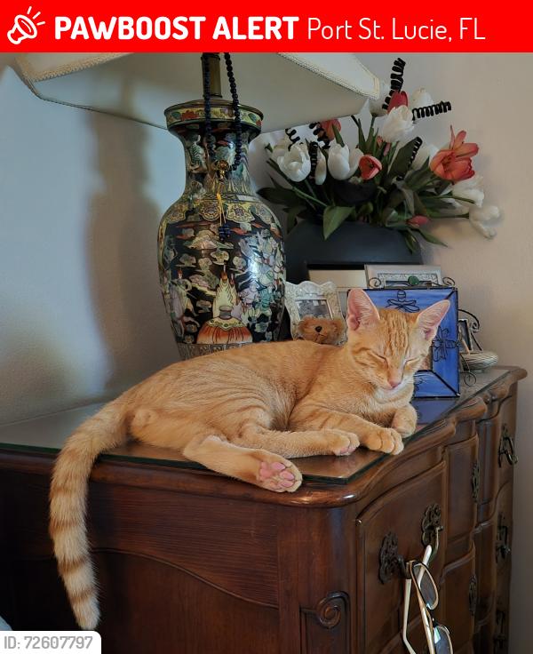 Lost Male Cat last seen Holly ave, Port st lucie, Port St. Lucie, FL 34952