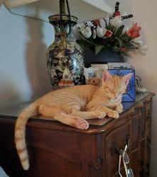 Lost Male Cat last seen Holly ave, Port st lucie, Port St. Lucie, FL 34952