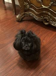 Lost Male Dog last seen Lankershim blvd, Los Angeles, CA 91605