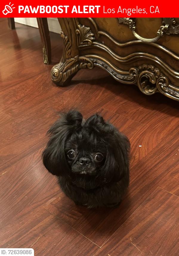Lost Male Dog last seen Lankershim blvd, Los Angeles, CA 91605