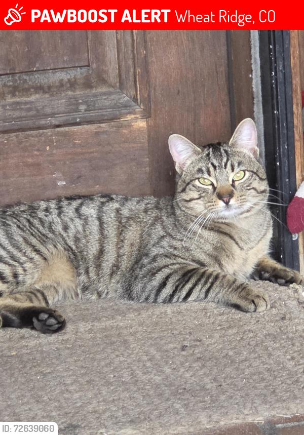 Lost Male Cat last seen Harlan and 39th Avenue, Wheat Ridge, CO 80033