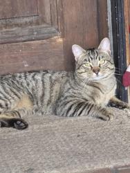 Lost Male Cat last seen Harlan and 39th Avenue , Wheat Ridge, CO 80033