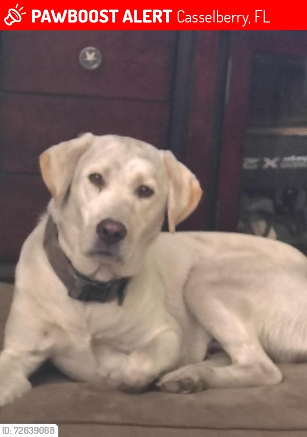 Lost Male Dog last seen I'm back yard at corner of elm and Wilshire Drive  casselberry Florida , Casselberry, FL 32707