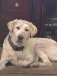 Lost Male Dog last seen I'm back yard at corner of elm and Wilshire Drive  casselberry Florida , Casselberry, FL 32707