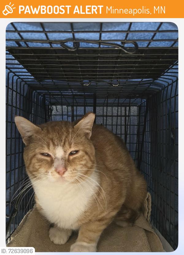 Found/Stray Male Cat last seen 44th and 5th st , Minneapolis, MN 55409