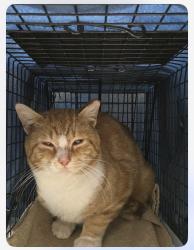 Found/Stray Male Cat last seen 44th and 5th st , Minneapolis, MN 55409