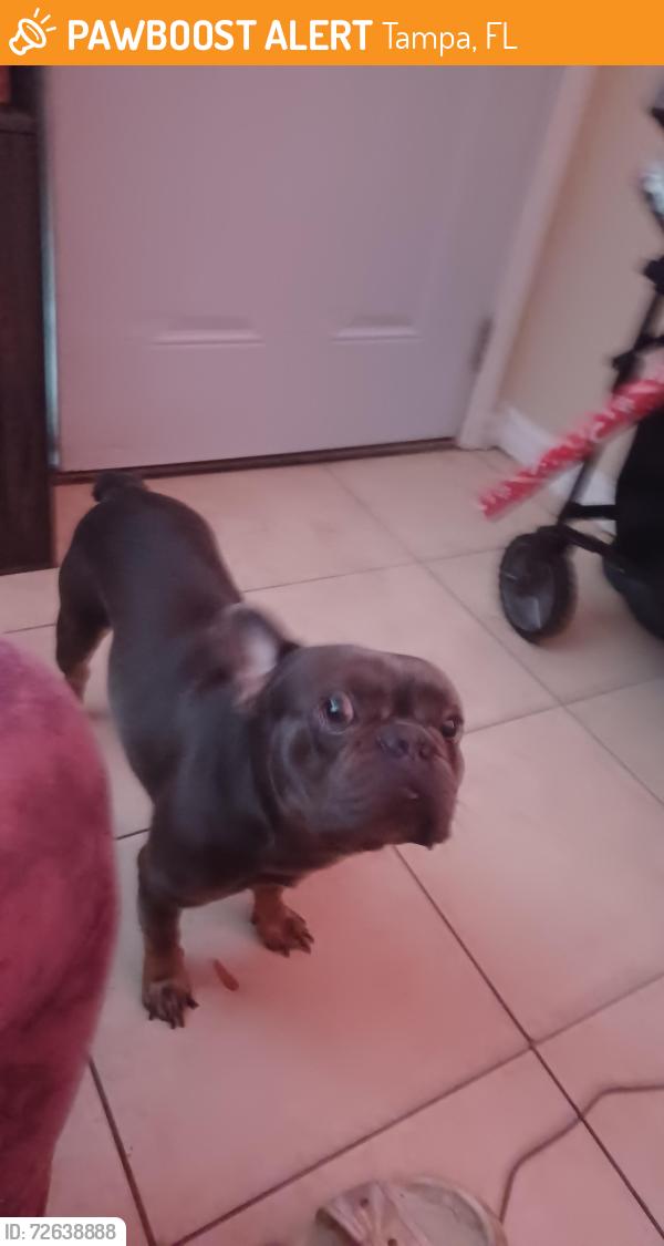 Found/Stray Male Dog last seen 15th St and 109th Ave, Tampa, FL 33612
