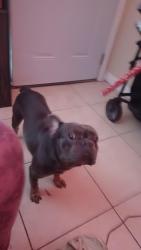 Found/Stray Male Dog last seen 15th St and 109th Ave, Tampa, FL 33612
