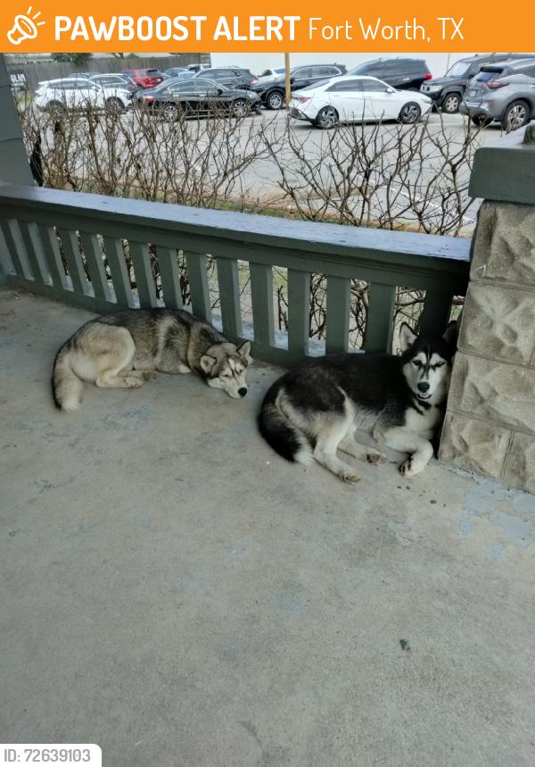 Found/Stray Female Dog last seen Near Hemphill dr  fort worth, Fort Worth, TX 76110