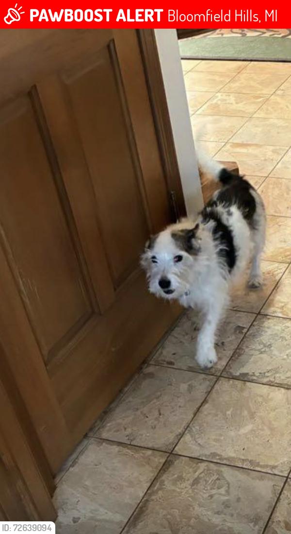 Lost Male Dog last seen Bloomfield crossing , Bloomfield Hills, MI 48304