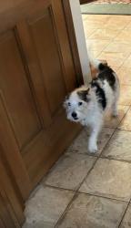 Lost Male Dog last seen Bloomfield crossing , Bloomfield Hills, MI 48304