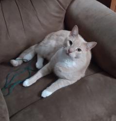 Found/Stray Female Cat last seen Brown Trail and Redbud, Hurst, TX 76053