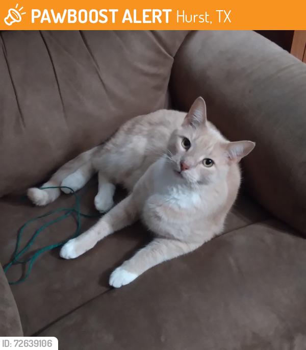 Found/Stray Female Cat last seen Brown Trail and Redbud, Hurst, TX 76053