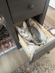 Lost Male Cat last seen Stilly Way and Annapolis Neck Road in the Parkeside Preserve neighborhood of Annapolis, Annapolis, MD 21403