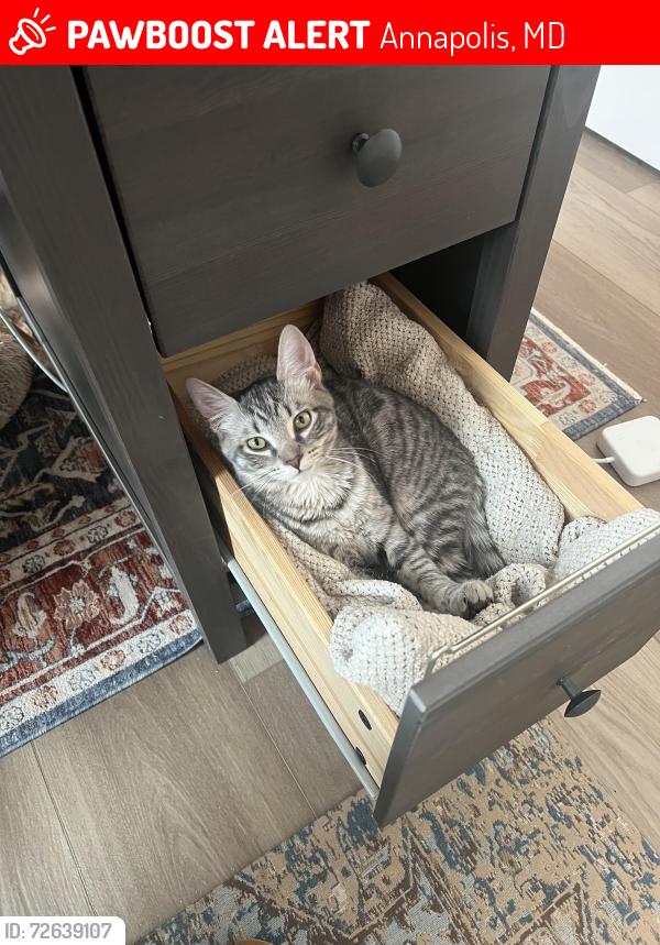 Lost Male Cat last seen Stilly Way and Annapolis Neck Road in the Parkeside Preserve neighborhood of Annapolis, Annapolis, MD 21403