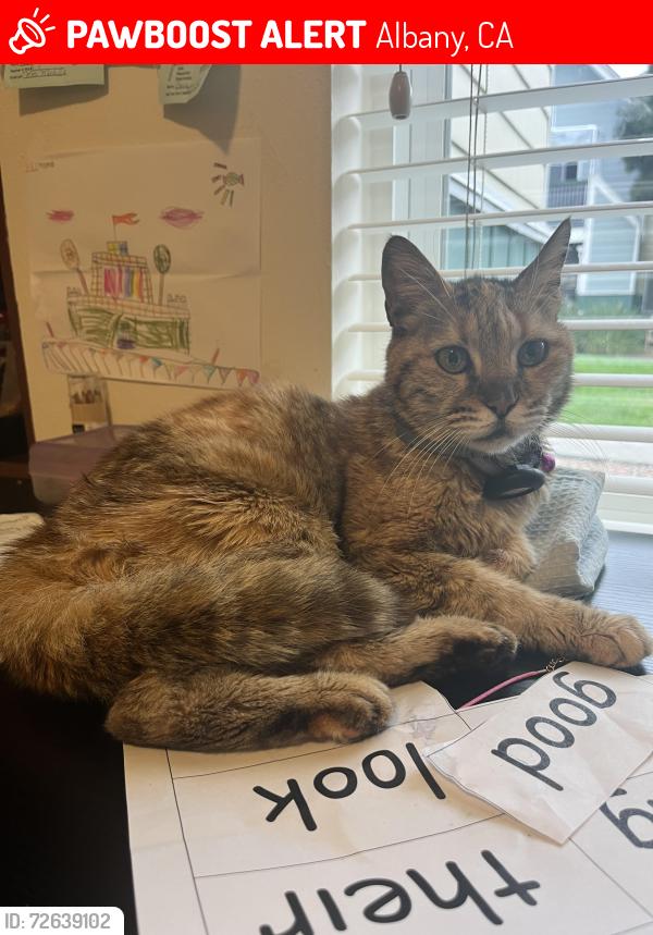 Lost Female Cat last seen Jackson St. and Ohlone St. , Albany, CA 94706