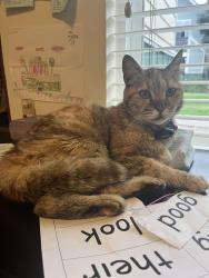 Lost Female Cat last seen Jackson St. and Ohlone St. , Albany, CA 94706