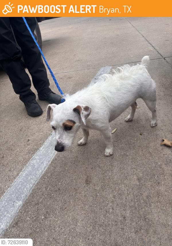Found/Stray Male Dog last seen The Lory of Bryan apt complex, Bryan, TX 77801