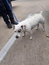 Found/Stray Male Dog last seen The Lory of Bryan apt complex, Bryan, TX 77801