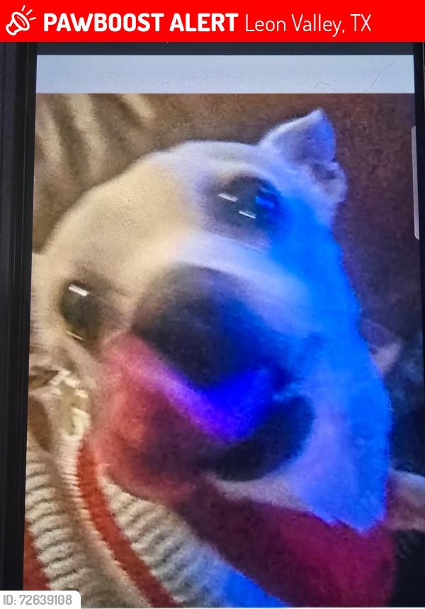 Lost Male Dog last seen Seneca and Evers Rd, Leon Valley, TX 78238