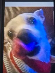Lost Male Dog last seen Seneca and Evers Rd, Leon Valley, TX 78238