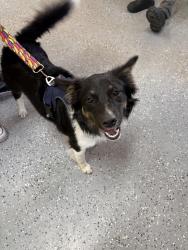 Found/Stray Female Dog last seen  Depot. , New Orleans, LA 70125