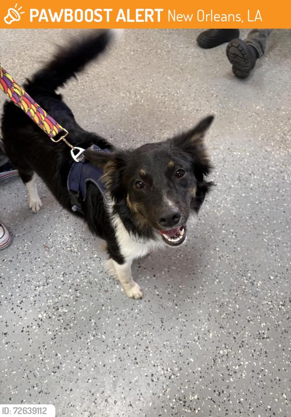 Found/Stray Female Dog last seen  Depot. , New Orleans, LA 70125