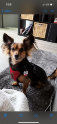 Lost Male Dog last seen Elzie Odom Athletic Center, Brown and Lamar, Arlington, TX 76006