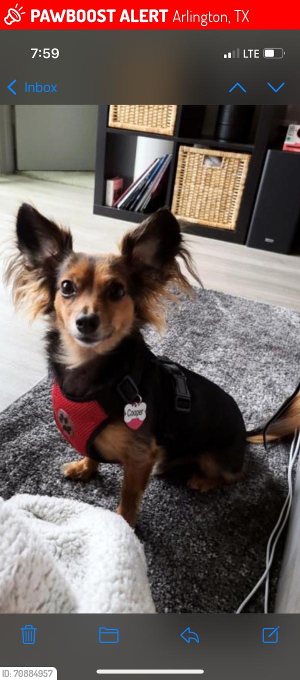 Lost Male Dog last seen Elzie Odom Athletic Center, Brown and Lamar, Arlington, TX 76006