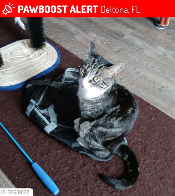 Lost Female Cat last seen Hamden and Walton , Deltona, FL 32738