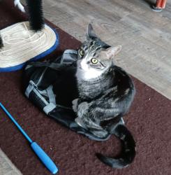 Lost Female Cat last seen Hamden and Walton , Deltona, FL 32738