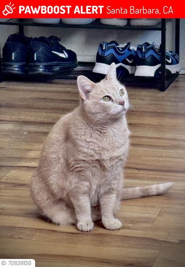 Lost Female Cat last seen Mission Street , Santa Barbara, CA 93101