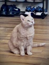 Lost Female Cat last seen Mission Street , Santa Barbara, CA 93101