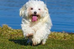 Lost Male Dog last seen King road, Milwaukie, OR 97222