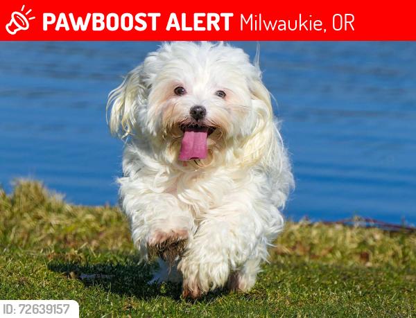 Lost Male Dog last seen King road, Milwaukie, OR 97222