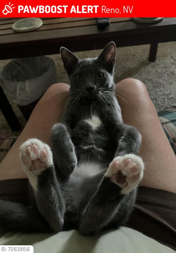 Lost Female Cat last seen Plumus and Plumb, Reno, NV 89509