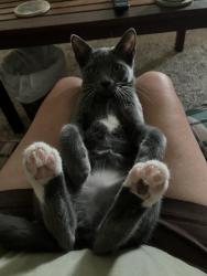 Lost Female Cat last seen Plumus and Plumb, Reno, NV 89509