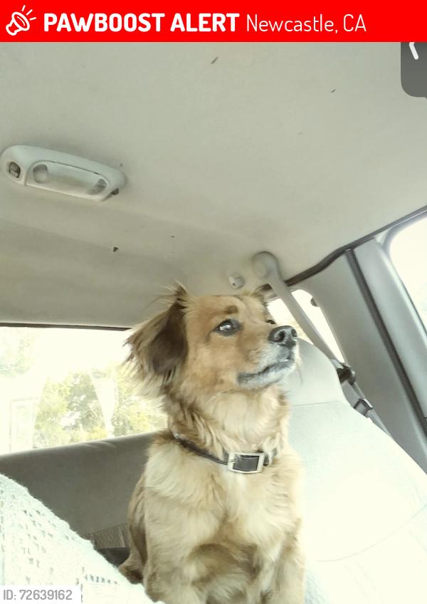 Lost Male Dog last seen Gold hill and ridge rd Newcastle ca, Newcastle, CA 95658