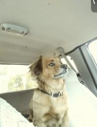 Lost Male Dog last seen Gold hill and ridge rd Newcastle ca, Newcastle, CA 95658