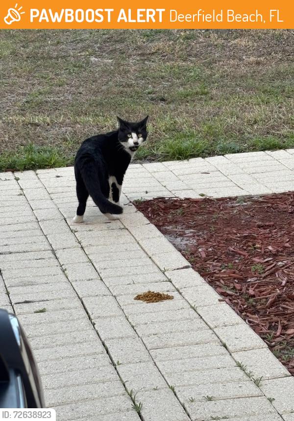 Found/Stray Unknown Cat last seen NW 6th Ct. Deerfield Beach, Deerfield Beach, FL 33442
