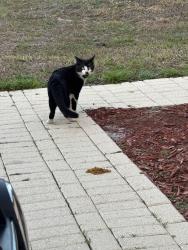 Found/Stray Unknown Cat last seen NW 6th Ct. Deerfield Beach, Deerfield Beach, FL 33442