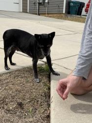 Found/Stray Unknown Dog last seen locust dr , Denton, TX 76207