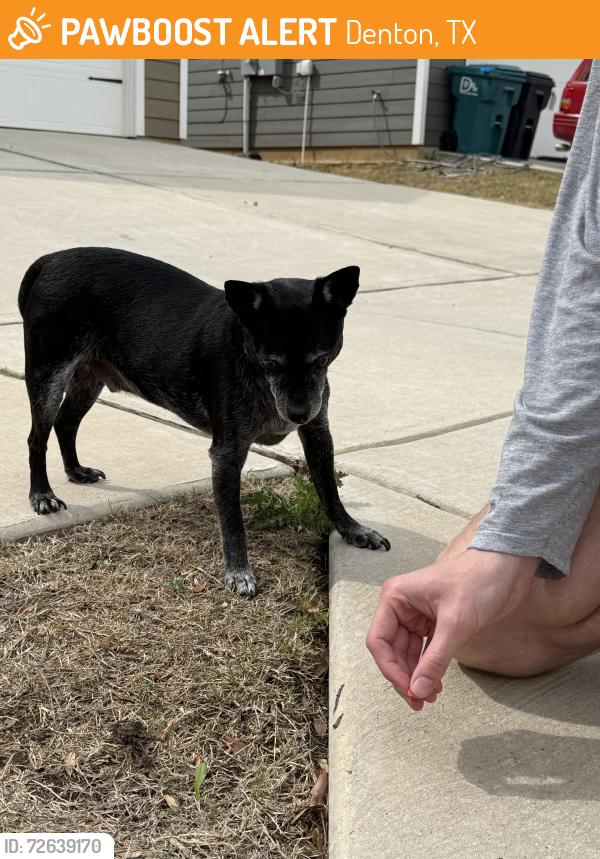Found/Stray Unknown Dog last seen locust dr , Denton, TX 76207