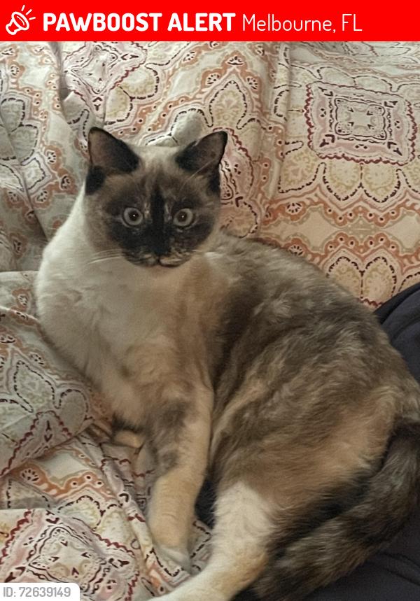 Lost Female Cat last seen Creel Elementary School , Melbourne, FL 32935