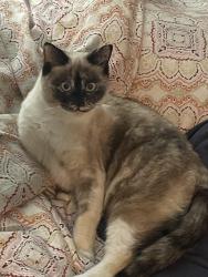Lost Female Cat last seen Creel Elementary School , Melbourne, FL 32935