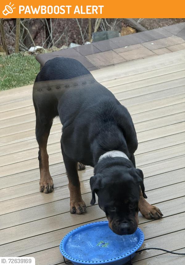 Found/Stray Female Dog last seen Gypsy Ln and Longview Rd, Upper Merion Township, PA 19087