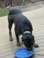 Found/Stray Female Dog last seen Gypsy Ln and Longview Rd, Upper Merion Township, PA 19087