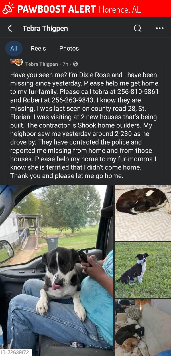 Lost Female Dog last seen Close to Big Star in St Florian, possibly Industrial park in Florence , Florence, AL 35634