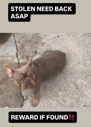 Lost Female Dog last seen Victoria Dr , Baton Rouge, LA 70805
